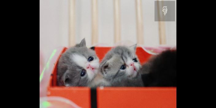 宝马国际娱乐注册注册开户 百博娱乐网站,猫咪定制选购